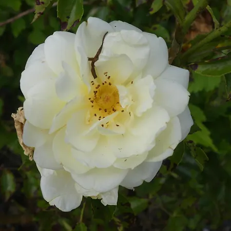 La Maison Jaune * סנט - ססיל